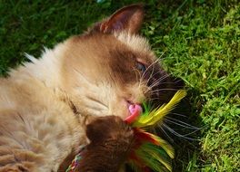 playful cat in the green grass