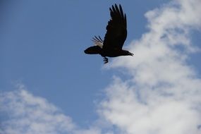 black crow in flight