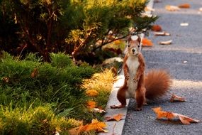 squirrel standing on his hind legs