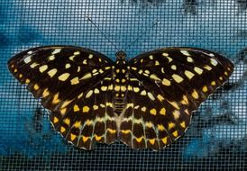 motley butterfly on the window