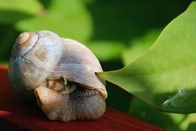 shell with a snail in the garden