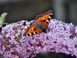 little fox butterfly on the lilac