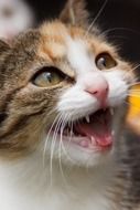 Cute face of the colorful domestic cat
