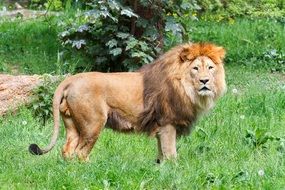unmatched Lion