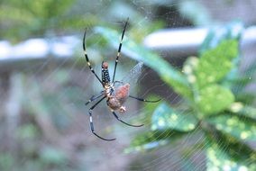 spider on a web near a green plant
