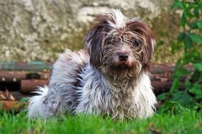 cute hair Dog in Grass portrait
