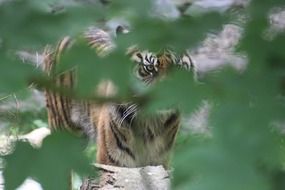 dangerous predatory tiger in foliage