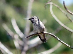 Portrait of Wild Hummingbird