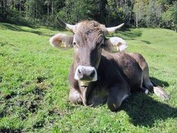 Picture of cattle on alpine meadow
