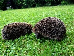 hedgehogs on the grass