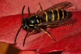 German black and yellow wasp closeup