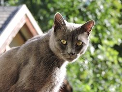 Cat Domestic close-up on blurred background