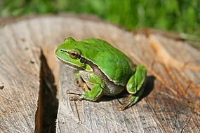 green toad on a tree stump