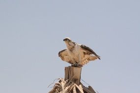 wondrous White Tailed Eagle