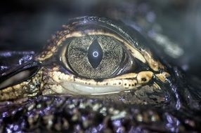 alligator's eye close up