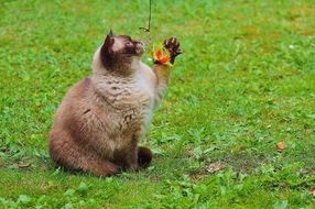 purebred cat on a green meadow