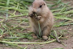 prairie dog nibbles grass