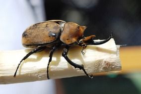 big beetle "Rhinoceros" is sitting on a stick