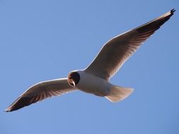 seagull in the blue sky in summer