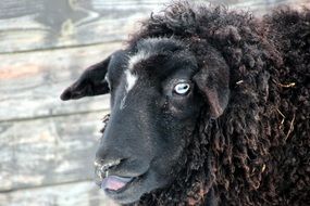 Black Sheep licking nose, head close up