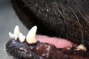 sharp teeth of a dog close up