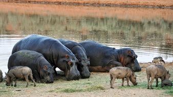 hippopotamus and warthogs in Namibia