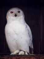 white owl on a tree stump