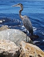 great blue heron on the rock