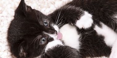 cute cat with pink tongue closeup