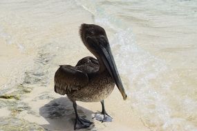 Pelican on beach