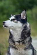 Portrait of domestic Siberian husky dog