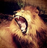 photo of a lion with open mouth