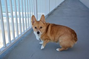Corgi on the street in Pembroke