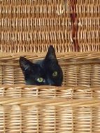 cute black cat face in a wicker basket