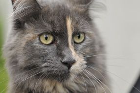 Tomcat Animal Sweet
