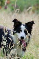 Border Collie in a high grass