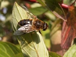 insect on a bush on a sunny day close up