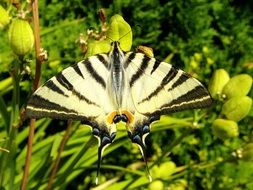 macro view of beautiful striped butterfly