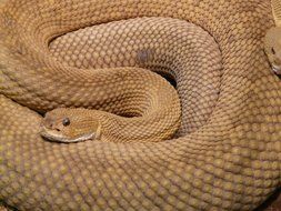 snake close up