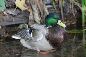 Wild water bird