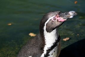 Penguin Water Bird