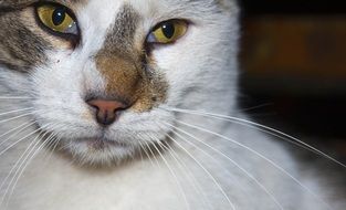 cute funny cat