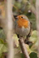 robin on a branch close up