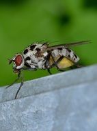 flying insect in Moscow