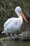 Pelican on stone at waterfowl