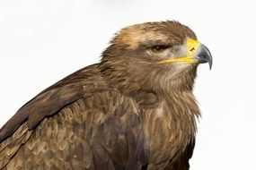 portrait of a golden eagle