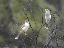 Yellow Throated Miners on the branches close-up on blurred background