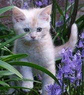 sweet kitten in the garden