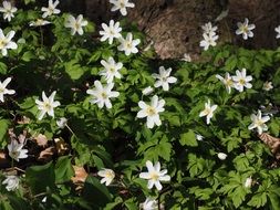 white wood anemone flowers in the forest