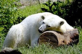 polar bear lies on a log